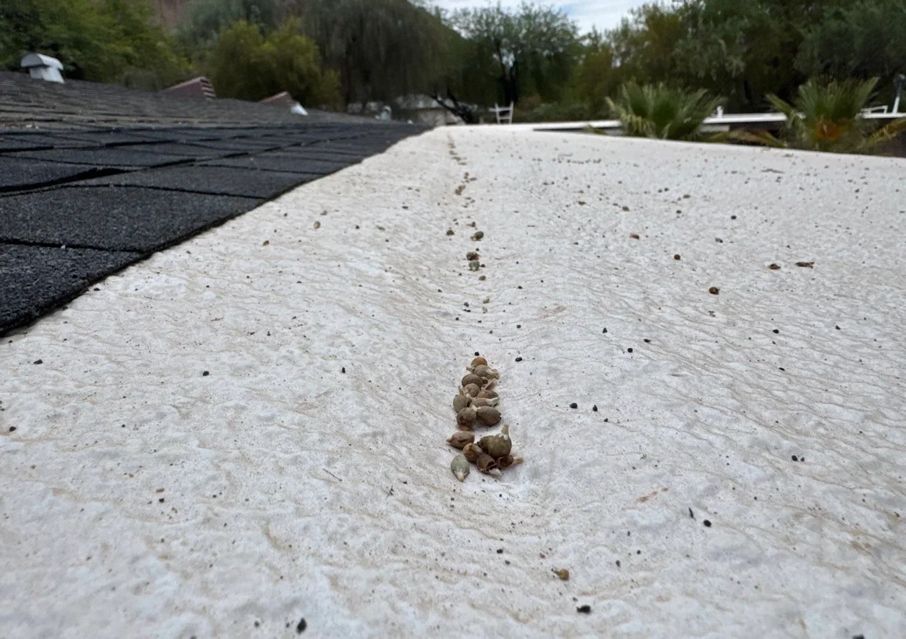 Light-colored membrane roof installation with seams and fasteners on flat roof surface